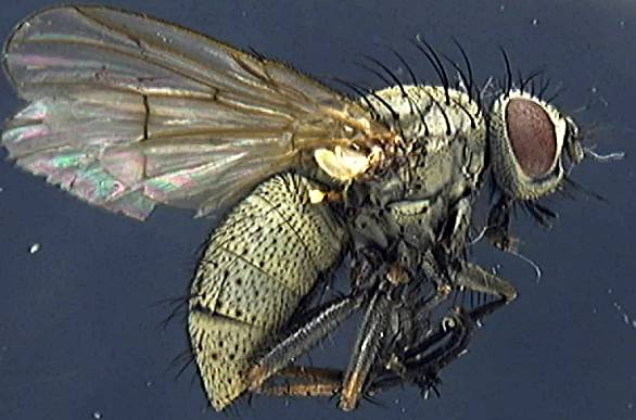 Muscidae 4